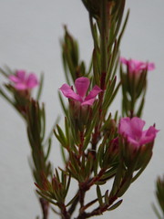 Acmadenia obtusata