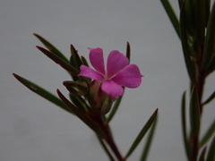 Acmadenia obtusata