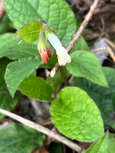 Creeping comfrey (Symphytum grandiflorum)
