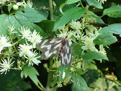 Cystidia stratonice stratonice