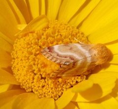 Schinia miniana
