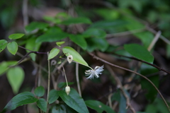 Clematis tamurae