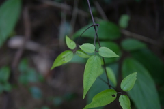 Clematis tamurae