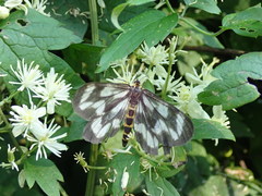 Cystidia stratonice stratonice