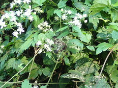 Cystidia stratonice stratonice