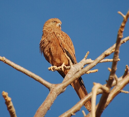 Fox Kestrel