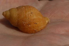 Nucella lapillus