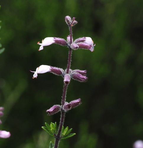 Image of White Sagebush (Syncolostemon albiflorus) by (c) desertnaturalist, some rights reserved (CC BY)