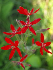 Silene regia
