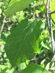 Funastrum pannosum