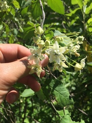 Funastrum pannosum