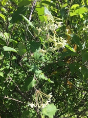 Funastrum pannosum