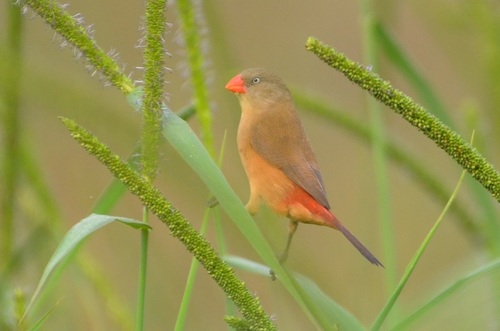 Anambra Waxbill
