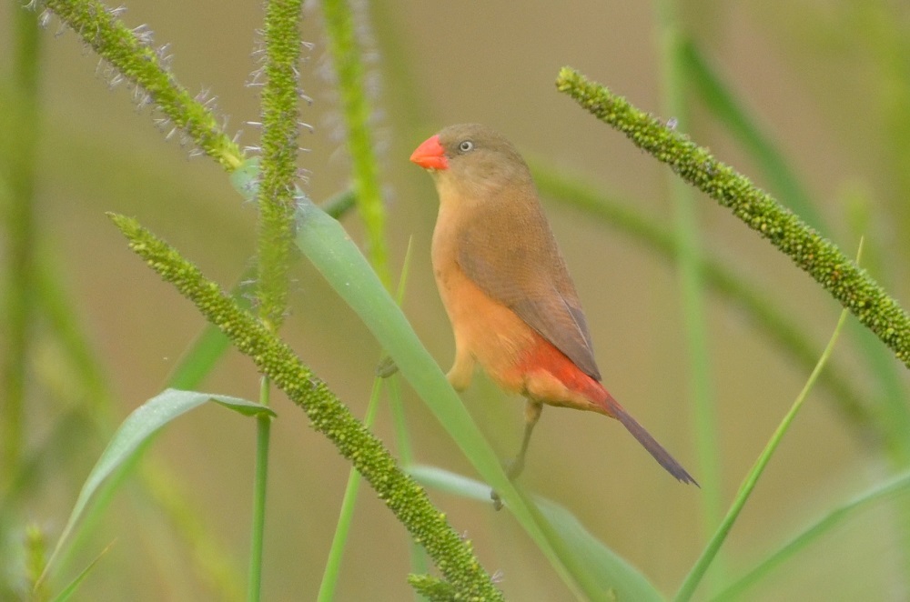 Anambra Waxbill (Estrilda poliopareia)