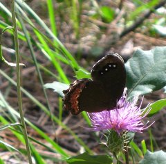 Gyrocheilus patrobas