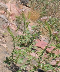 Polanisia dodecandra trachysperma