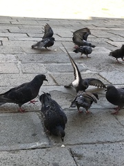 Columba livia domestica