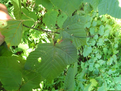 Image of Acer rufinerve by (c) Yoshihiro Tokue, some rights reserved (CC BY)