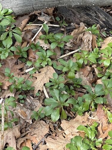 Pachysandra terminalis