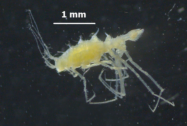 Dendrotionidae
