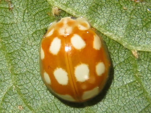 Dešimtdėmė Boružė nuotrauka