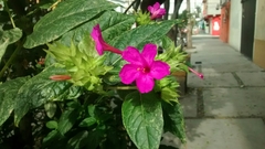 Mirabilis jalapa