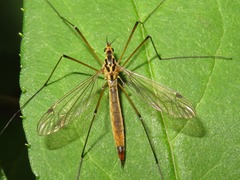 Nephrotoma cornicina