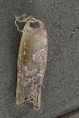 Scyliorhinus canicula