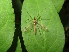 Nephrotoma cornicina