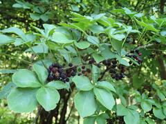 Eleutherococcus spinosus