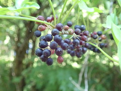 Eleutherococcus spinosus