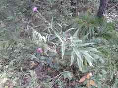 Cirsium serratuloides