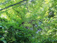 Eleutherococcus spinosus