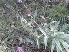 Cirsium serratuloides