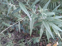 Cirsium serratuloides