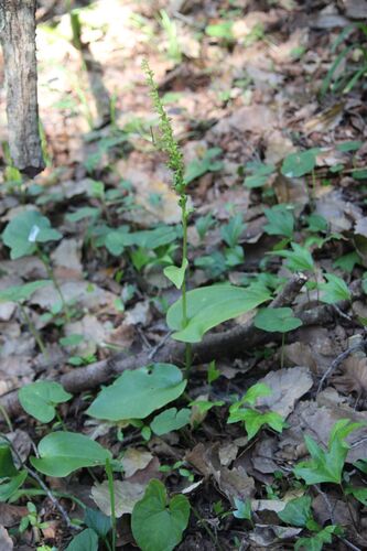 Image of Gennaria diphylla by (c) Olivier Argagnon, some rights reserved (CC BY)