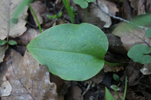Image of Gennaria diphylla by (c) Olivier Argagnon, some rights reserved (CC BY)