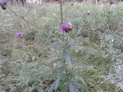Cirsium serratuloides