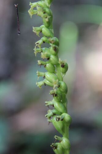Image of Gennaria diphylla by (c) Olivier Argagnon, some rights reserved (CC BY)