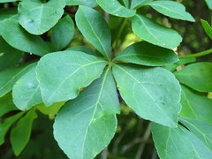 Eleutherococcus spinosus