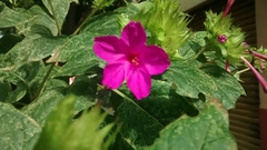 Mirabilis jalapa