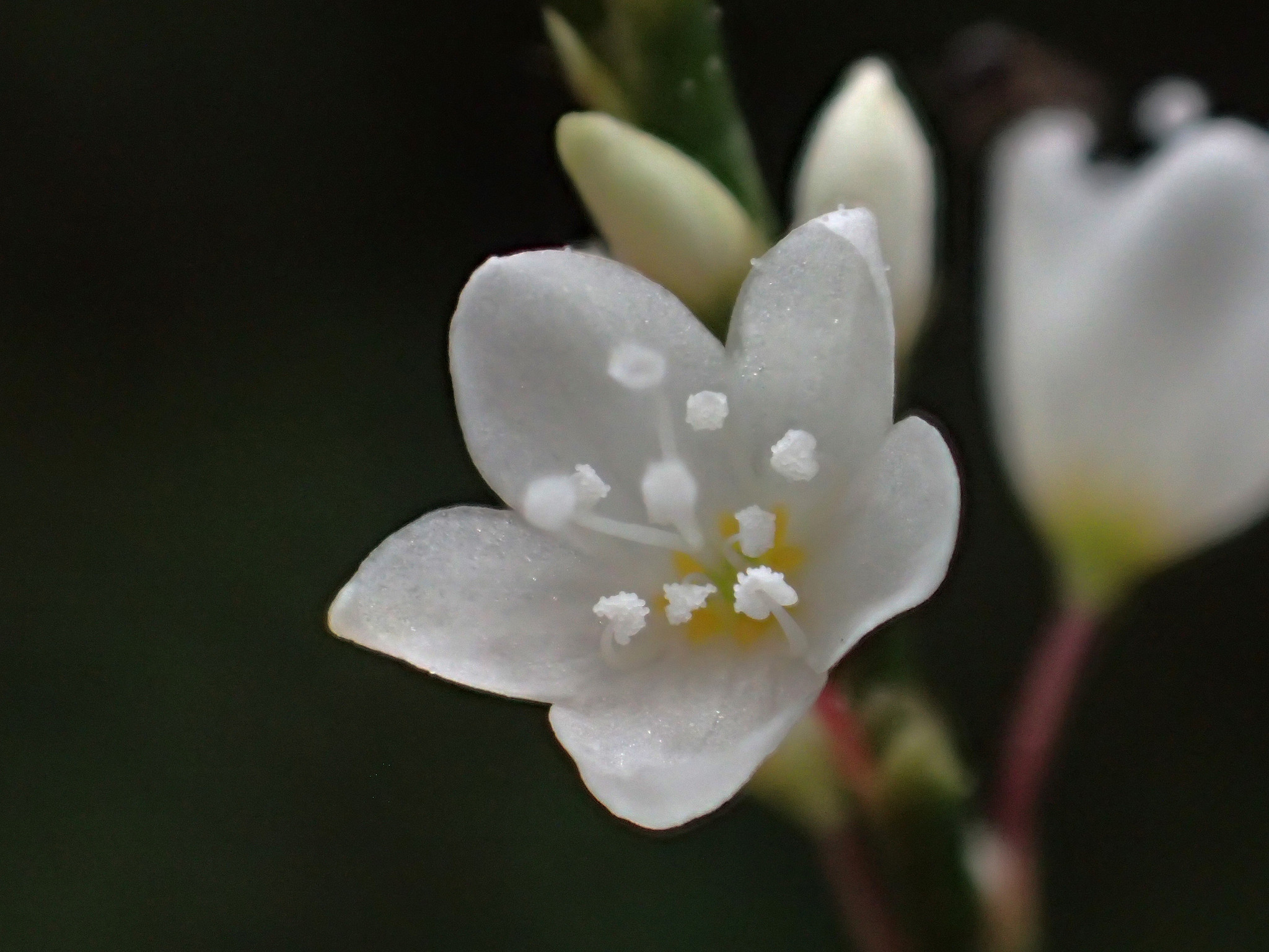 Persicaria posumbu