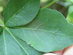 Eleutherococcus spinosus