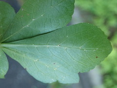 Eleutherococcus spinosus