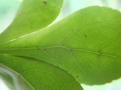 Eleutherococcus spinosus