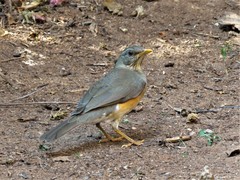 Turdus pelios