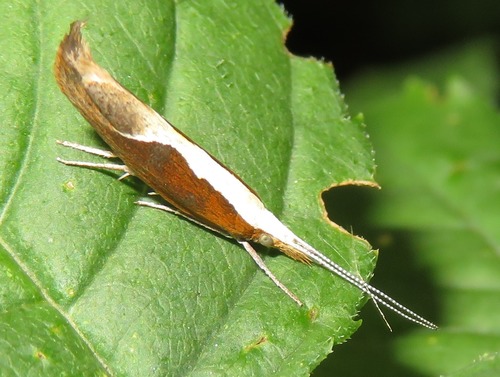 Honeysuckle Moth, Zuid-Holland, Nederland, photo 10 of 10