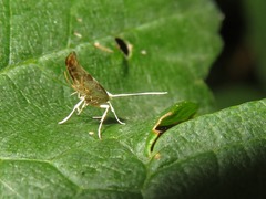 Argyresthia bonnetella
