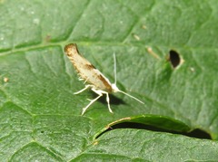 Argyresthia bonnetella