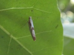 Argyresthia bonnetella